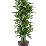 Drakenbloedboom – ‘Janet Lind’ Vertakt-multi