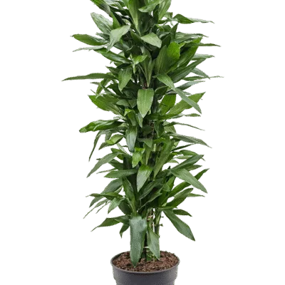 Drakenbloedboom – ‘Janet Lind’ Vertakt-multi