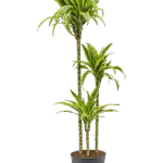 Drakenbloedboom – ‘Lemon Lime’ 90-60-30