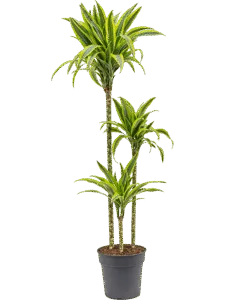 Dracaena Marginata Toef