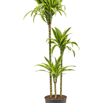 Drakenbloedboom – ‘Lemon Lime’ 90-60-30