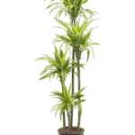 Drakenbloedboom – ‘Lemon Lime’ 120-90-60-30