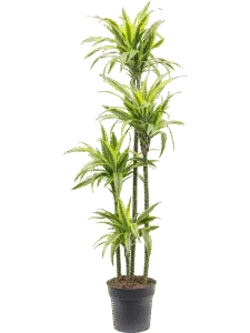 Dracaena Marginata Toef