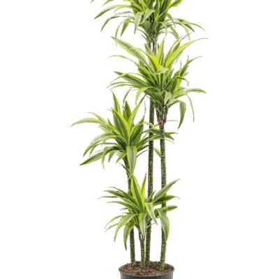 Drakenbloedboom – ‘Lemon Lime’ 120-90-60-30