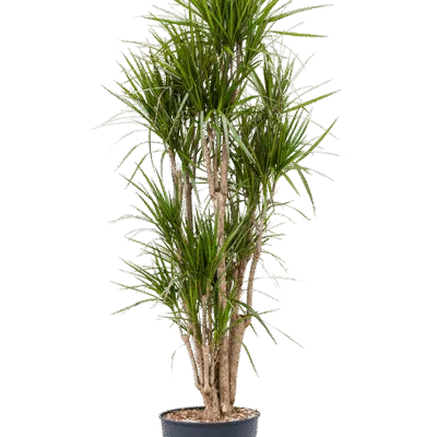 Dracaena marginata - Vertakt
