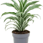 Dracaena fragrans 'White Jewel' Kop