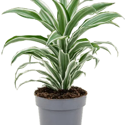 Dracaena fragrans 'White Jewel' Kop