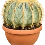 Toncactus – glaucescens Bol