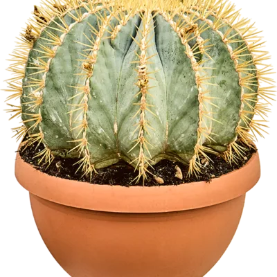 Toncactus – glaucescens Bol