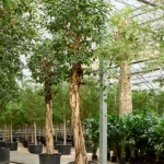 Roestbladige Vijg – ‘Australis’ Stam