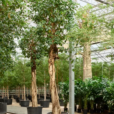 Roestbladige Vijg – ‘Australis’ Stam