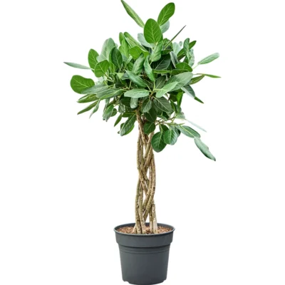 Ficus benghalensis 'Audrey' Gevlochten Stam