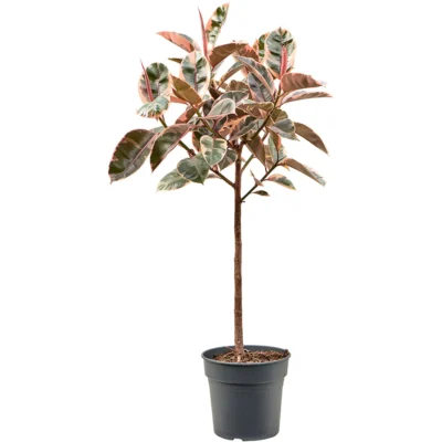 Rubberplant – ‘Belize’ (130-150) Stam