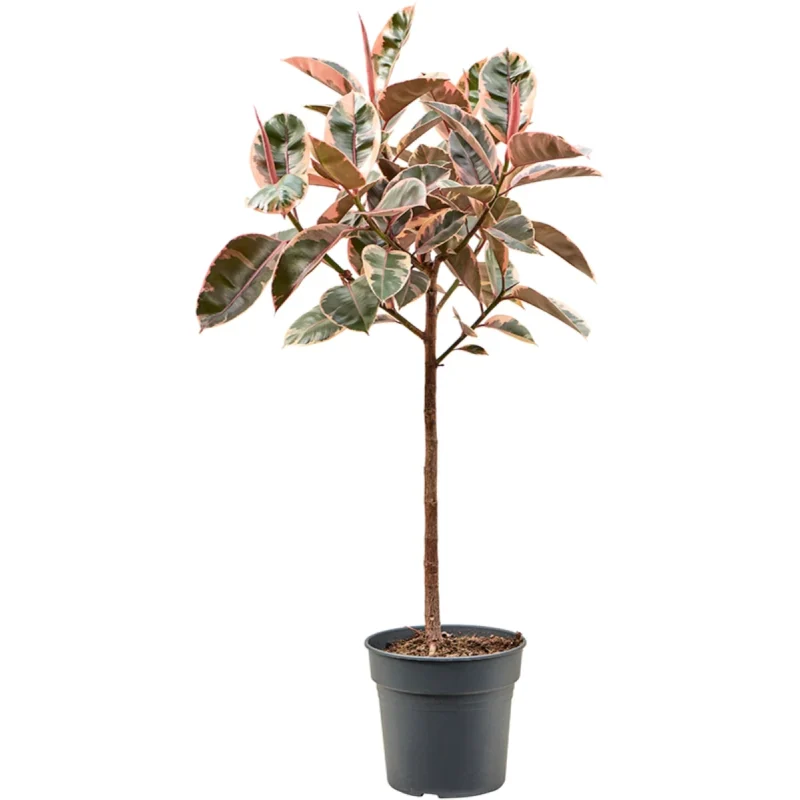 Rubberplant – ‘Belize’ (130-150) Stam kopen bij Plantscount