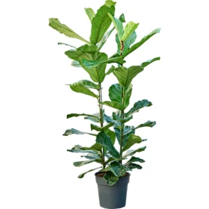 Ficus Lyrata Overig