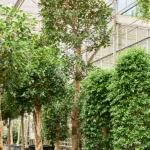 Moreton Bay Vijg – Stam