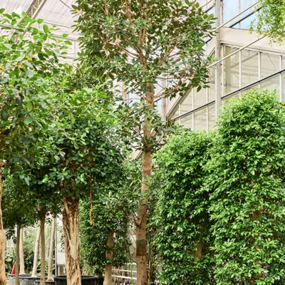 Moreton Bay Vijg – Stam