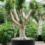 Chinese Vijg – ‘Nitida’ Vertakt