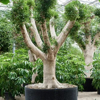 Chinese Vijg – ‘Nitida’ Vertakt