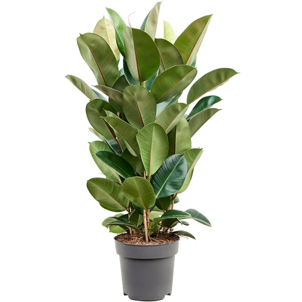 Ficus Elastica kopen bij Plantscount