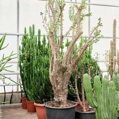 Ocotillo (Fouquieria splendens Vertakt) - 230