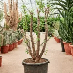 Ocotillo – splendens Vertakt