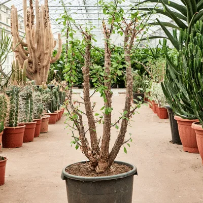 Ocotillo – splendens Vertakt