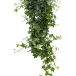 Klimop – ‘Pittsburgh’ Hanger groen