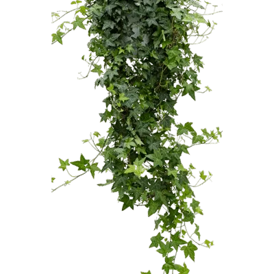 Klimop – ‘Pittsburgh’ Hanger groen