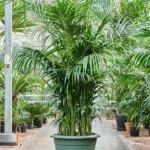 Kentiapalm – Toef extra 15/18pp