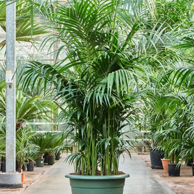 Howea forsteriana - 300