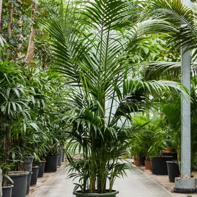 Howea forsteriana - 260