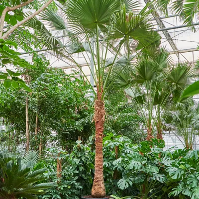 Chinese Waaierpalm Stam (Livistona chinensis)