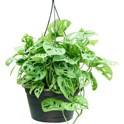 Monstera obliqua - Hangplant