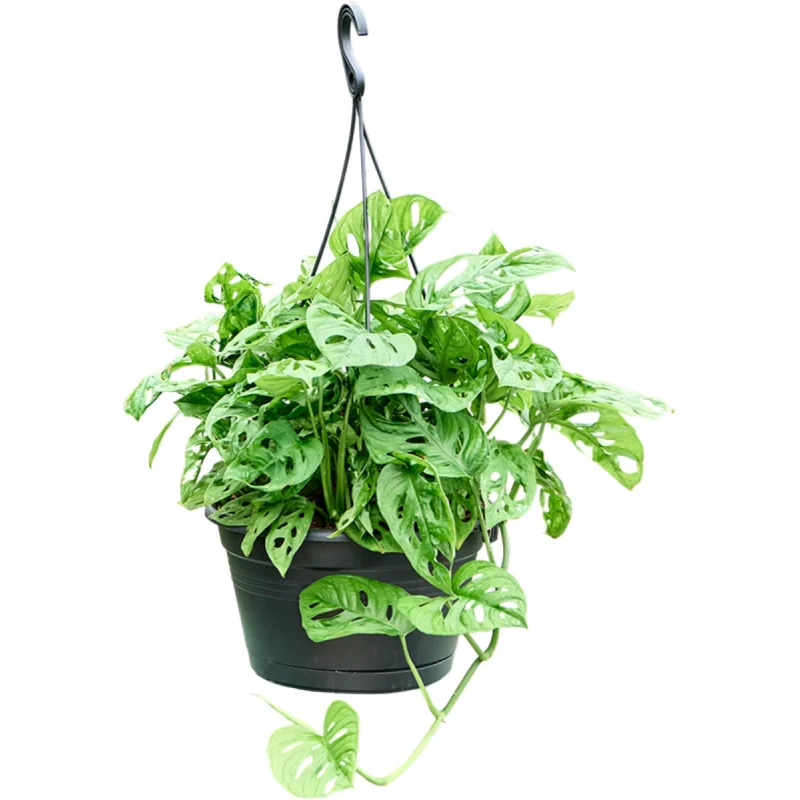 Monstera obliqua (50-120) Hanger