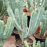 Myrtillocactus geometrizans Vertakt (Blauwe Kaarsencactus)