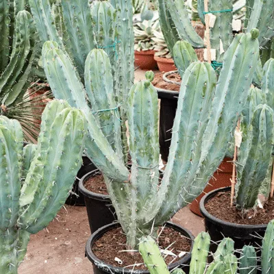 Myrtillocactus geometrizans Vertakt (Blauwe Kaarsencactus)