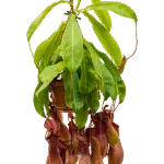 Nepenthes alata Hanger
