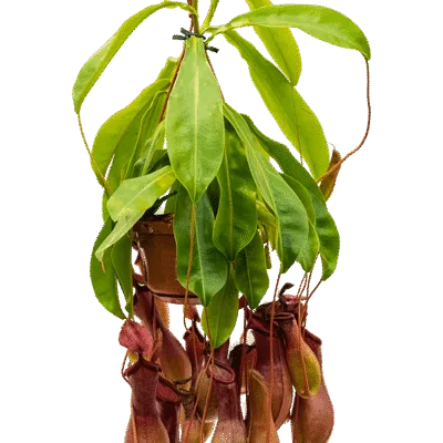 Nepenthes alata Hanger