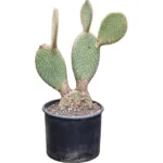 Schijfcactus – pailana Vertakt