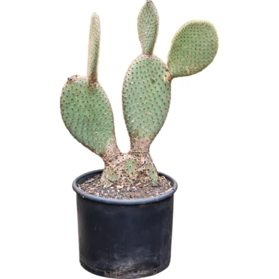 Schijfcactus – pailana Vertakt