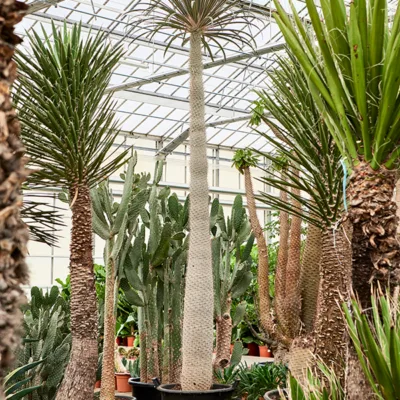 Pachypodium geayi Stam