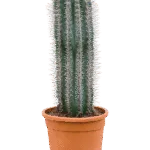 Pachycereus pringlei 1pp