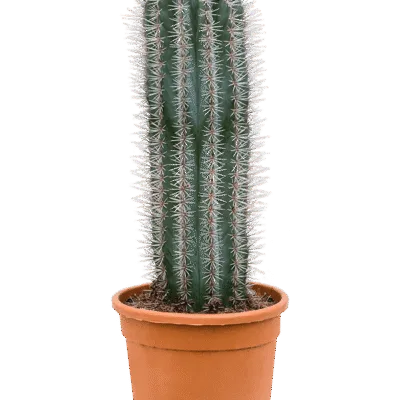 Pachycereus pringlei 1pp