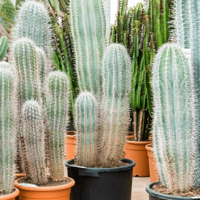 Pachycereus pringlei (120-140) 3pp