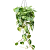 Philodendron scandens 'Brasil' Hangplant