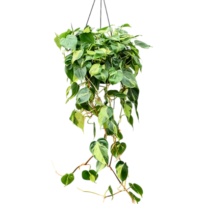 Philodendron scandens 'Brasil' Hangplant