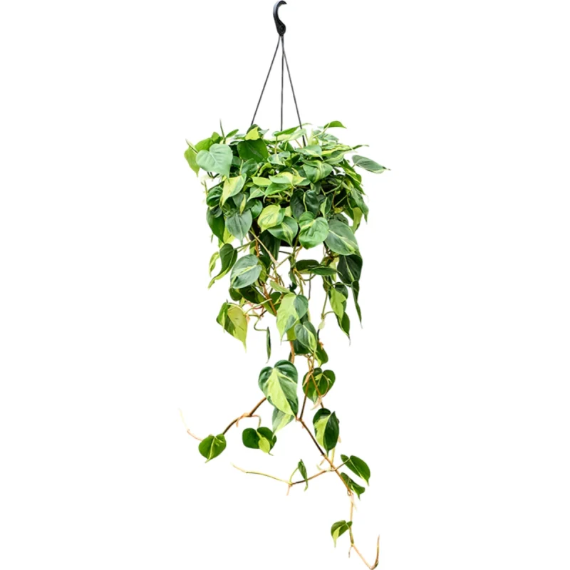 Philodendron scandens ‘Brasil’ (50-60) Hanger kopen bij Plantscount