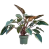 Philodendron 'Red Beauty' Bush