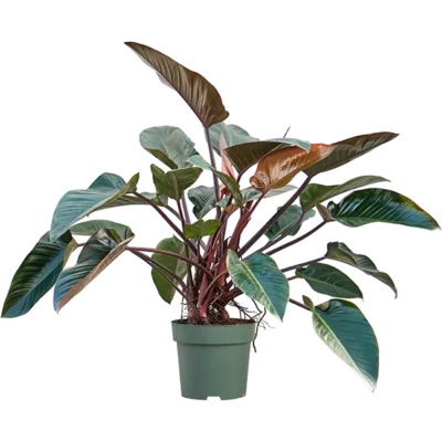 Philodendron 'Red Beauty' Bush